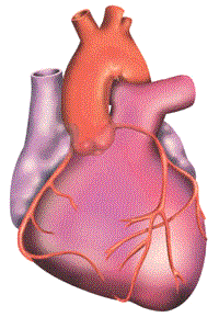 heart