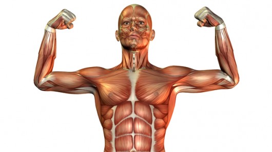 muscle image