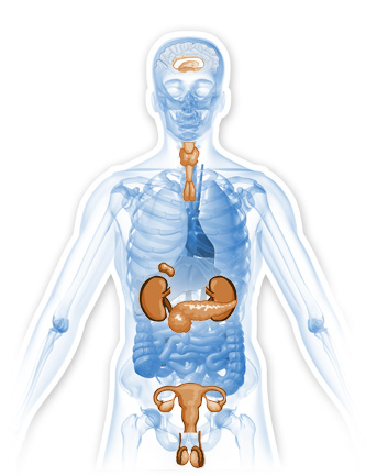 endocrine image