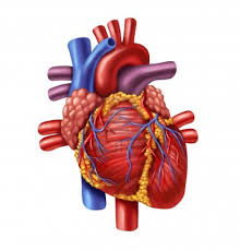heartimage