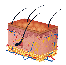 skin.png